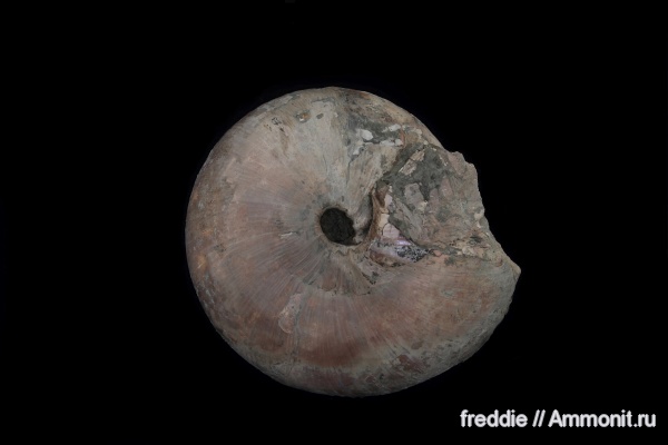 Cadochamoussetia, Cadochamoussetia subpatruus