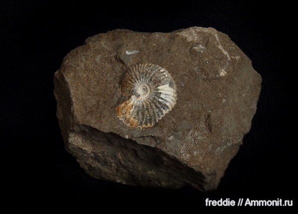 Rondiceras, Novocadoceras