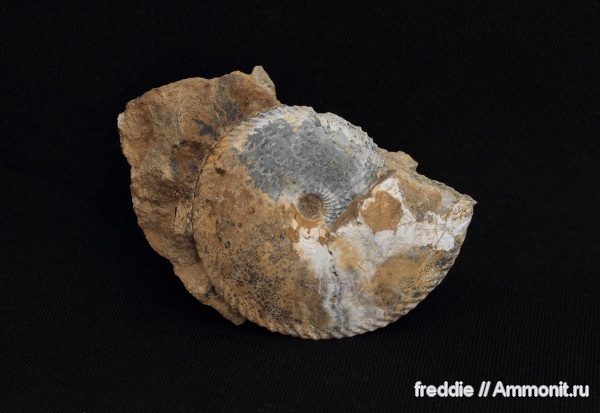 Chamoussetia, Chamoussetia chamousseti