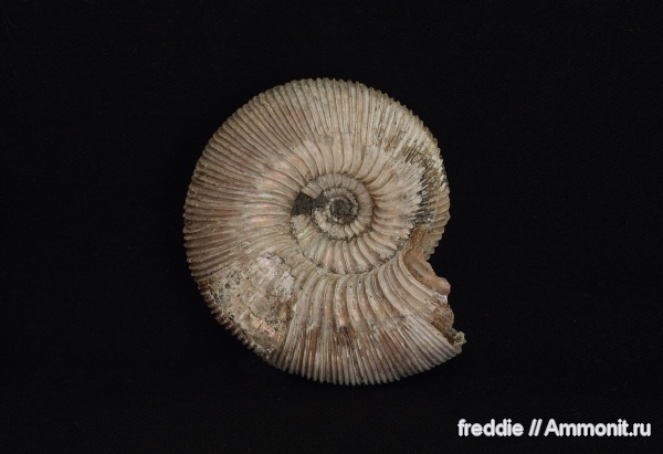 Kepplerites, Kepplerites russiensis