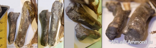 Кости млекопитающего