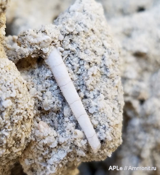 иглокожие, Ущелье Сулукапы