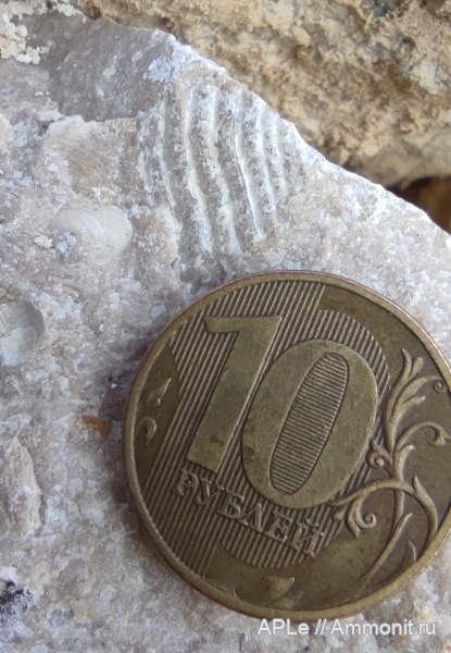 трилобиты, карбон