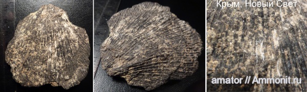 юра, мезозой, двустворчатые моллюски, Крым, bivalvia, Караул Оба, Jurassic