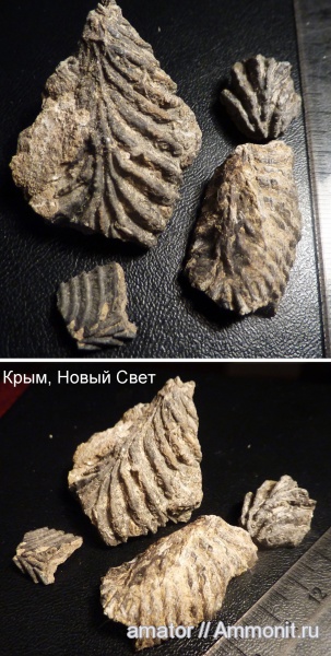 юра, мезозой, двустворчатые моллюски, Крым, bivalvia, Караул Оба, Jurassic