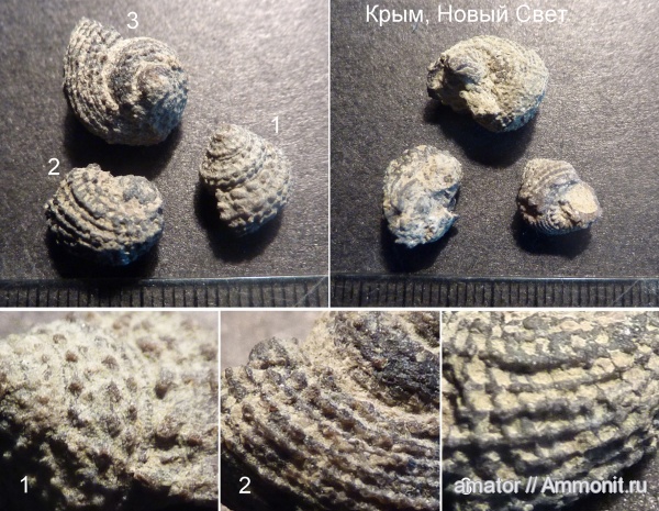 юра, мезозой, брюхоногие моллюски, Крым, Gastropoda, Metriomphalus, Jurassic