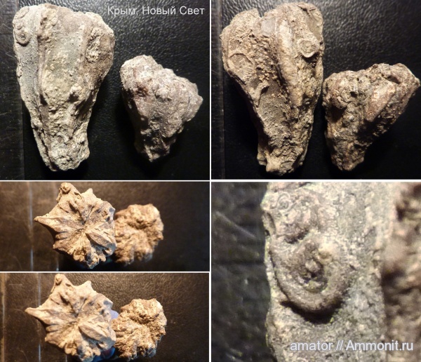 юра, мезозой, Крым, одиночные кораллы, Scleractinia, Jurassic