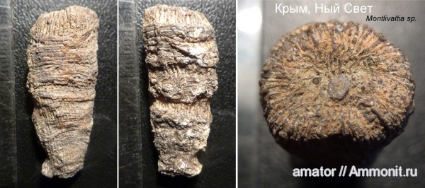 юра, мезозой, Крым, одиночные кораллы, Montlivaltia, Scleractinia, Jurassic