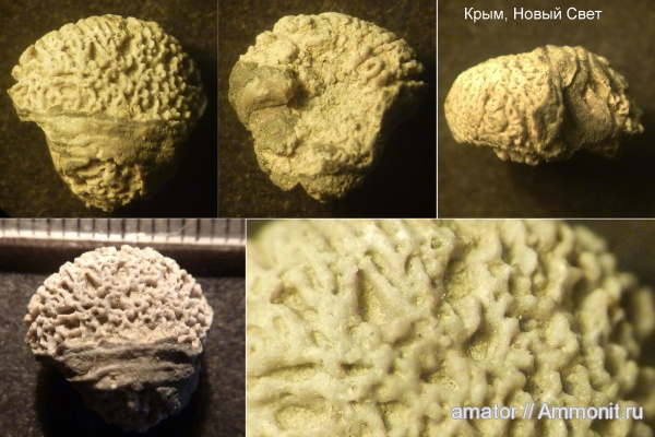 юра, губки, мезозой, Крым, Jurassic