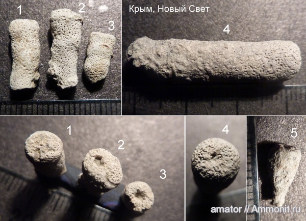 юра, губки, мезозой, Крым, Peronidella, Jurassic