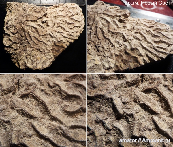 юра, кораллы, мезозой, Крым, Scleractinia, Jurassic