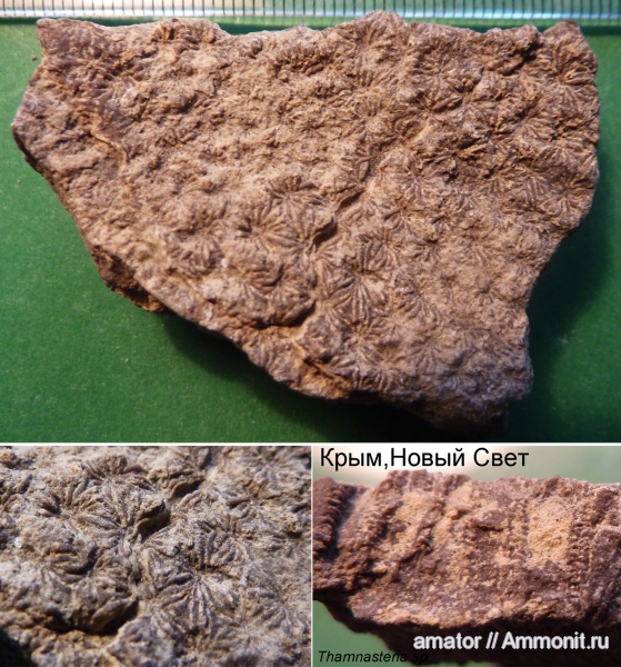 юра, мезозой, Крым, колониальные кораллы, Thamnasteria, Scleractinia, Jurassic