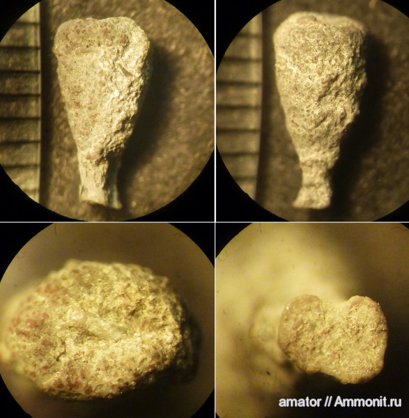юра, губки, мезозой, Крым, Jurassic