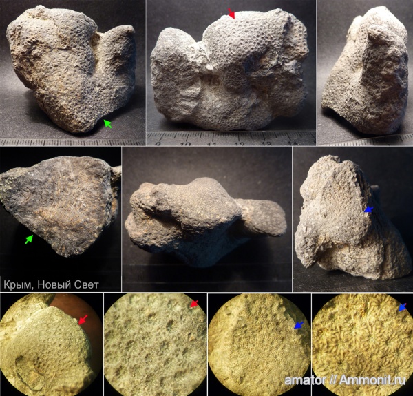 юра, мезозой, Крым, колониальные кораллы, Scleractinia, Jurassic