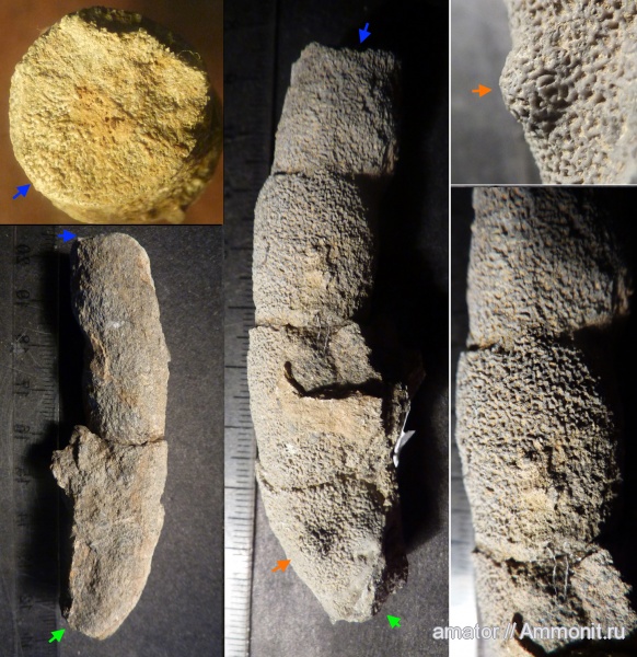 юра, губки, мезозой, Крым, Jurassic