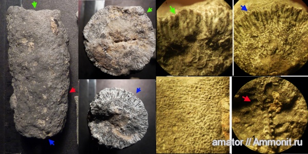 юра, губки, мезозой, Крым, Jurassic
