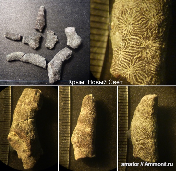 юра, мезозой, Крым, колониальные кораллы, Thamnasteria, Scleractinia, Jurassic