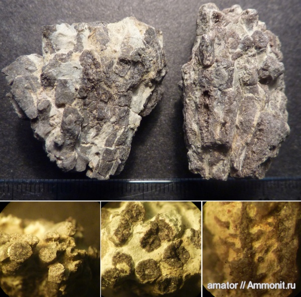 юра, кораллы, мезозой, Крым, Jurassic