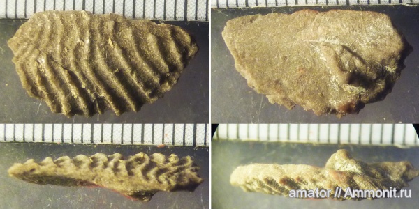 аммониты, юра, аптихи