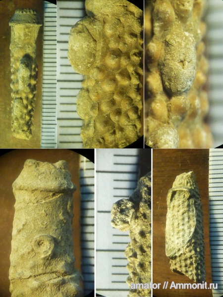 морские ежи, юра, губки, Крым, обрастание, Epizoans, Jurassic