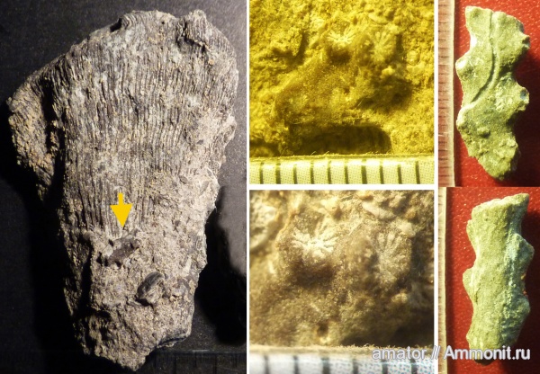 юра, мезозой, Крым, колониальные кораллы, Scleractinia, Jurassic, Enallhelia