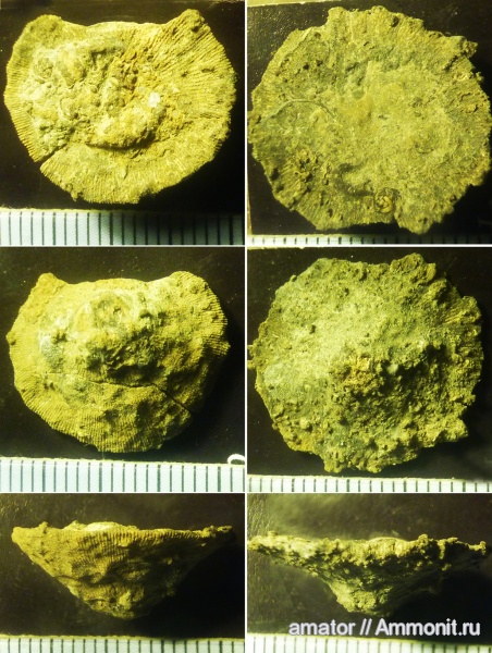 юра, кораллы, Крым, Scleractinia, Acrosmilia