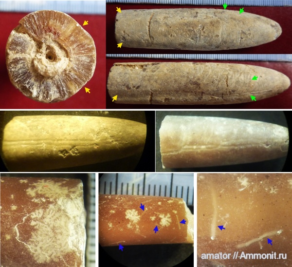 белемниты, мел, ихнофоссилии, Belemnellocamax mammilatus, Dendrina