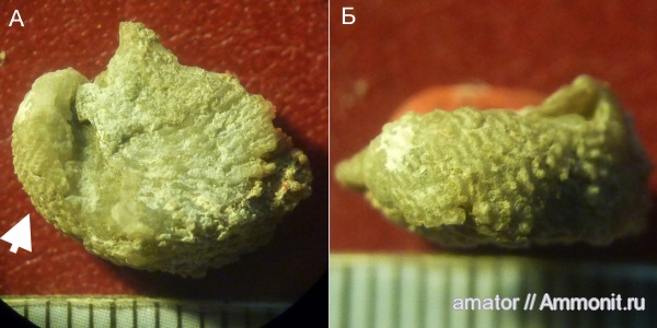 девон, двустворчатые моллюски, bivalvia