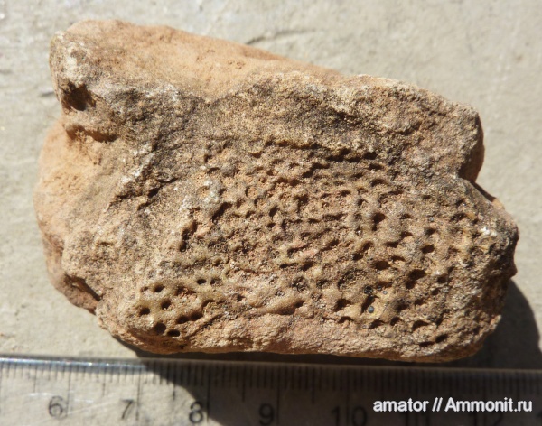 девон, мшанки, губки