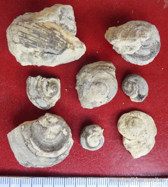 силур, брюхоногие моллюски, Oriostoma, Gastropoda