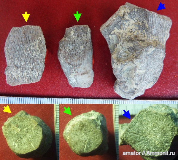 силур, палеозой, Silurian, Украина, колониальные кораллы, Rugosa