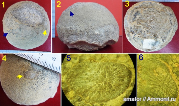 силур, палеозой, Silurian, Украина, колониальные кораллы, Tabulata, Rugosa, Favosites