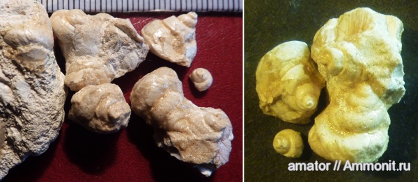 неоген, миоцен, Gastropoda