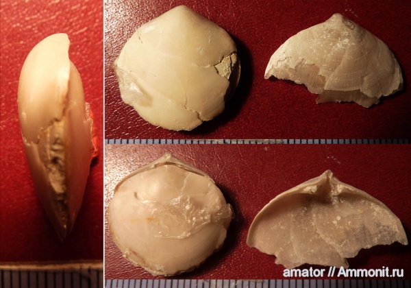 брахиоподы, мел, brachiopoda