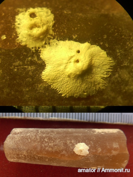 белемниты, мел, мшанки, Украина, Bryozoa, Epizoans