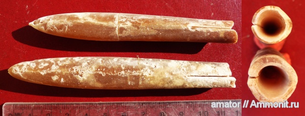 белемниты, мел, Украина, Belemnitella