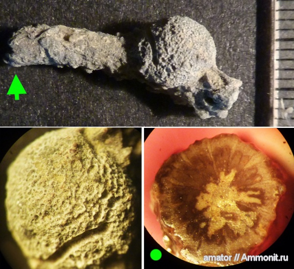 юра, кораллы, губки, мезозой, Крым, Calcarea, Jurassic