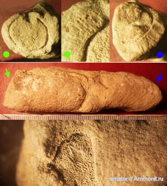 юра, мшанки, мезозой, Крым, Bryozoa, Jurassic