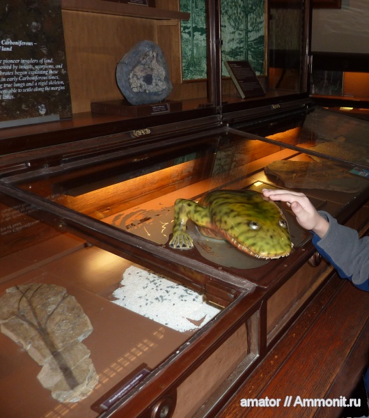 карбон, музеи, каменноугольный период, Acanthostega, Naturhistorisches Museum Wien