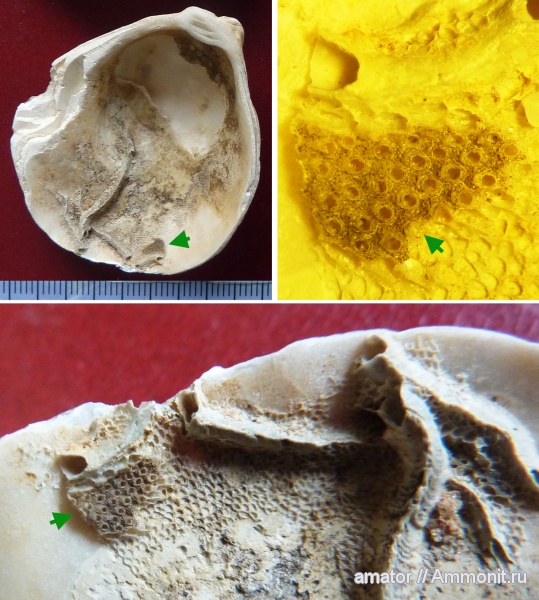 мшанки, серпулы, Serpulidae, Bryozoa, устрицы, Ostrea, симбиоз, Epizoans, комменсализм