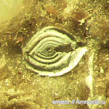 Neogene, Foramenifera, Spiroloculinidae