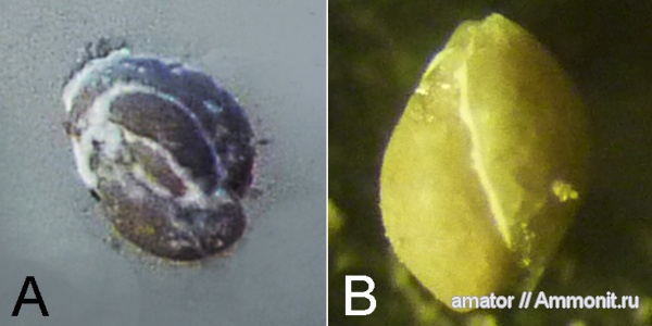 Neogene, Foramenifera, Miliolidae, Quinqueloculina, Pyrgo