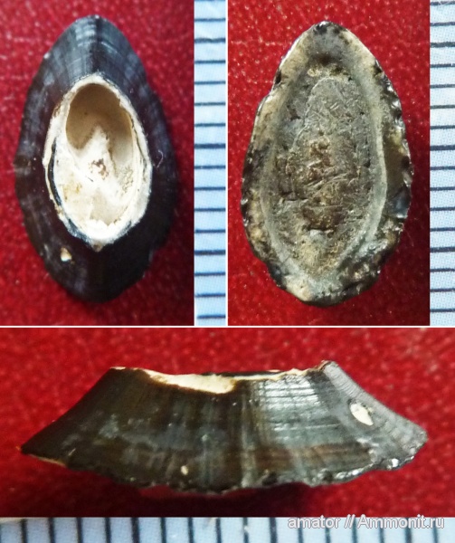 палеоген, намывные пески, желудочные пластины, gizzard plate