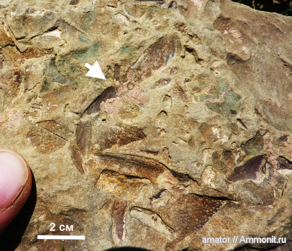 девон, палеозой, Devonian, Украина, Placoderma