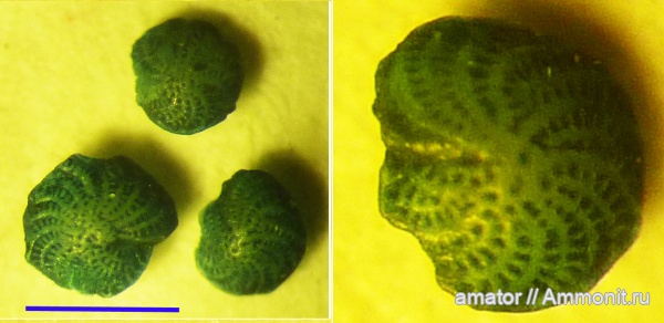 неоген, миоцен, фораминиферы, Львов, Neogene, Foramenifera неоген, миоцен, фораминиферы, Львов, Neogene, Foramenifera