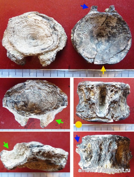 палеоген, рыбы, олигоцен, позвонки, Megalops