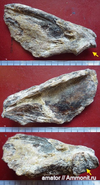 палеоген, рыбы, олигоцен, позвонки