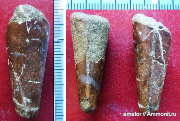 мел, двустворчатые моллюски, Pinna, bivalvia, Pinnidae