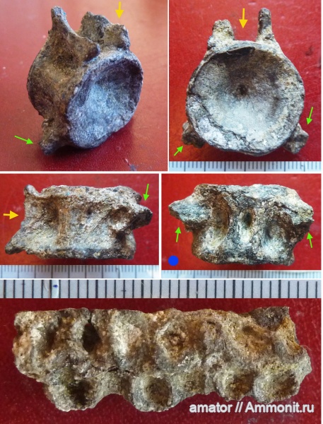 палеоген, рыбы, олигоцен, позвонки