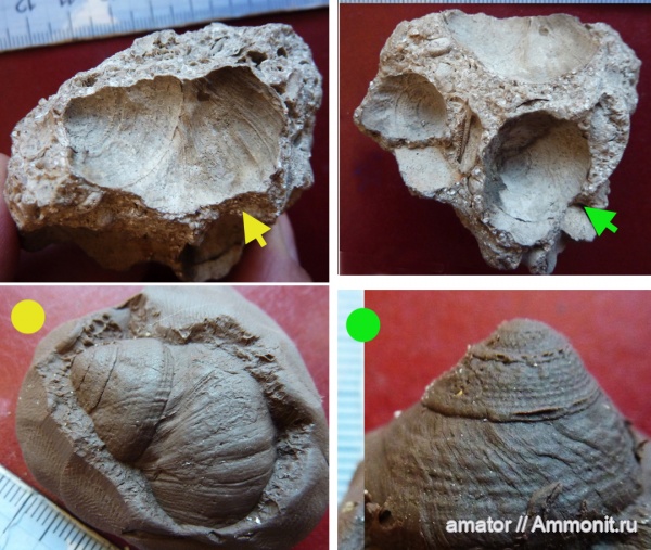 неоген, брюхоногие моллюски, Gastropoda